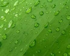 尸兄第一季全集在线观看（尸兄第一季全集）